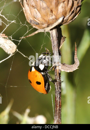 Sieben-Punkt-Marienkäfer oder gefleckte Marienkäfer (Coccinella Septempunctata) Nahaufnahme Stockfoto