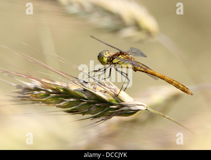 Weibliche Vagrant Darter (Sympetrum Vulgatum) Libelle posiert in einem Maisfeld auf Weizen Stockfoto