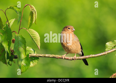 Juvenile Gimpel (Pyrrhula Pyrrhula) auf dem Ast eines Kirschbaumes Stockfoto
