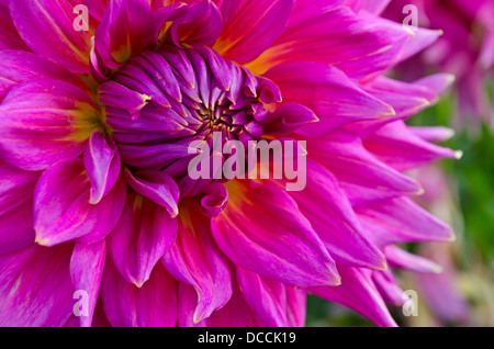 Nahaufnahme des lebendigen rosa Dahlie Blüte mit gelb in den Blütenblättern. Walter Huston Vielfalt Stockfoto