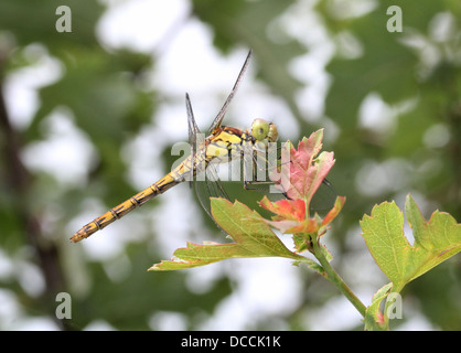 Weibliche Vagrant Darter (Sympetrum Vulgatum) Libelle Stockfoto