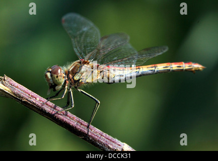 Männliche Vagrant Darter (Sympetrum Vulgatum) Libelle Stockfoto