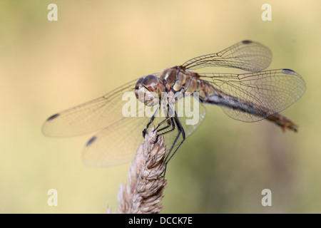 Männliche Vagrant Darter (Sympetrum Vulgatum) Libelle Stockfoto