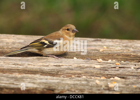 Juvenile männlichen Buchfinken (Fringilla Coelebs) ernähren sich von Samen an einem Tisch Gartenvögel Stockfoto