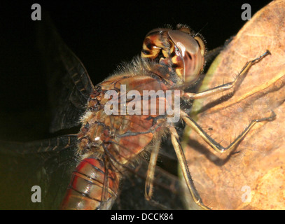 Extrem detaillierte Nahaufnahme des Kopfes einer männlichen Vagrant Darter (Sympetrum Vulgatum) Libelle Stockfoto