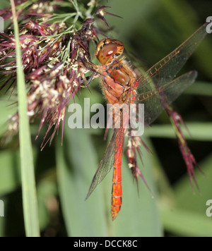 Männliche Vagrant Darter (Sympetrum Vulgatum) Libelle Stockfoto