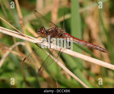 Männliche Vagrant Darter (Sympetrum Vulgatum) Libelle Stockfoto