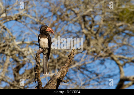 Gekrönt Nashornvogel (Tockus alboterminatus) Stockfoto