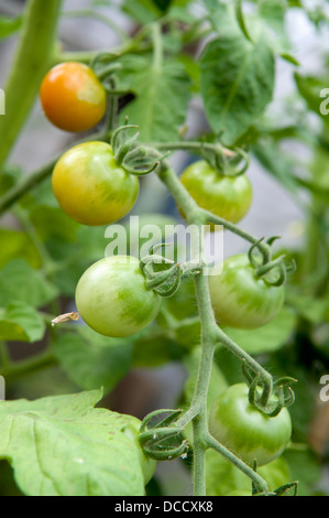 Nahaufnahme von homegrown Cherry-Tomaten im Gewächshaus Reifen Stockfoto