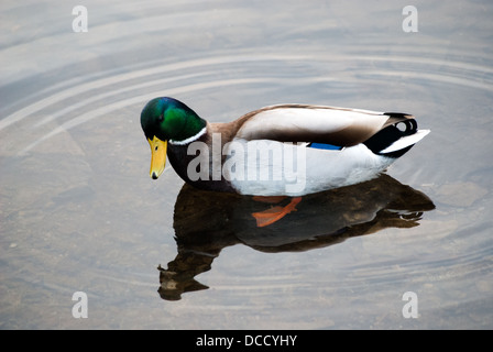 Eine Nahaufnahme einer Wildente im Wasser in die Kamera schauen. Stockfoto