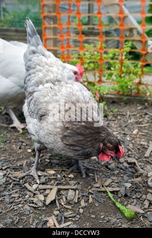 Bluebell Hühner picken an Löwenzahn Blätter im Garten in Bristol, UK mit Licht Sussex-Huhn im Hintergrund Stockfoto