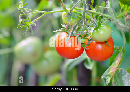 Reife rote und unreife Tomaten schießen im Garten Stockfoto