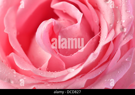 Rosa rose Knospe Makro mit Wassertropfen Stockfoto