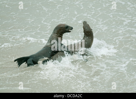 Kalifornien Seelöwen (Zalophus Californianus) Jugendliche spielen in Surf Point Bennett, Insel San Miguel, Channel Islands National Stockfoto