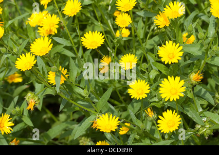 Acker - Ringelblume, ackerringelblume, Ringelblume, Calendula arvensis, Acker-ringelblume, Feld marygold Stockfoto