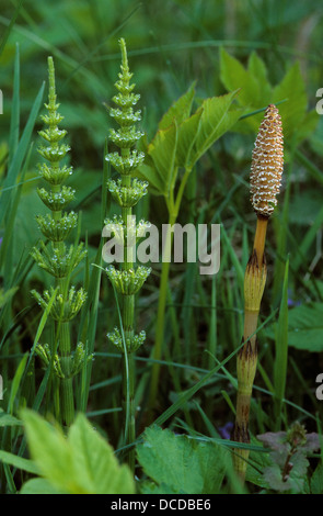 Acker-Schachtelhalm, Ackerschachtelhalm, Schachtelhalm, Zinnkraut, Equisetum Arvense, gemeinsame Schachtelhalm Stockfoto