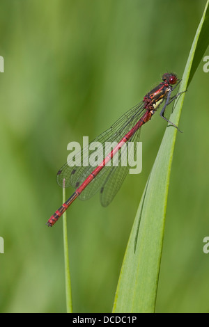 Frühe Adonislibelle, Frühe Adonis-Libelle, Männchen, Pyrrhosoma Nymphula, große Red Damselfly, La Petite Nymphe au Corps de Feu Stockfoto