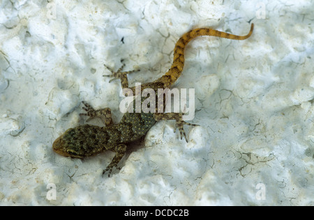 Ägäischer Nacktfinger, Gecko, Cyrtopodion Kotschyi, Mediodactylus Kotschyi, Cyrtodactylus Kotschyi, Kotschy Gecko Stockfoto