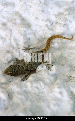 Ägäischer Nacktfinger, Gecko, Cyrtopodion Kotschyi, Mediodactylus Kotschyi, Cyrtodactylus Kotschyi, Kotschy Gecko Stockfoto