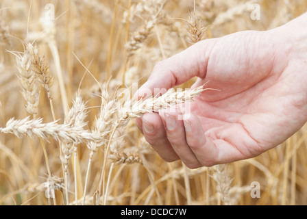 Makro Bild Hand hält reifen Ähre (Triticum). Stockfoto