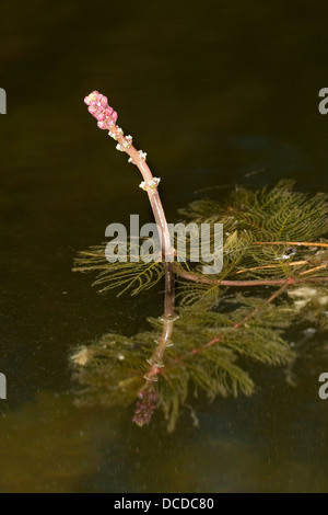 Ähriges Tausendblatt, Tausendblatt Spicatum, eurasische Watermilfoil, Millefolium, Spiked Wasser Schafgarbe Stockfoto