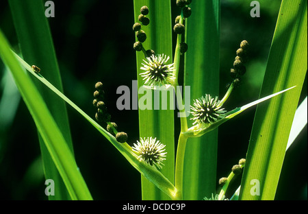 Ästiger Igelkolben, Gewöhnlicher Igelkolben, Sparganium Erectum, Sparganium Polyedrum Sparganium Ramosum, Bur Reed Stockfoto