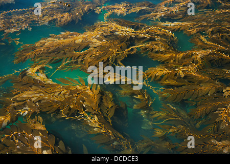 Giant Kelp (Macrocystis Pyrifera), Scorpion Hafen, Insel Santa Cruz, Channel Islands Nationalpark, Kalifornien Stockfoto