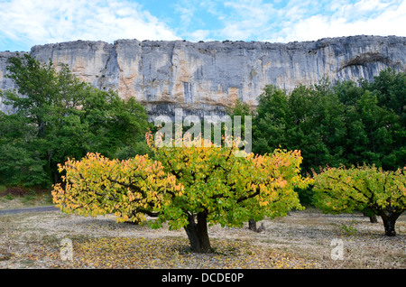 Die Klippen von Lioux (Vaucluse) - Falaise de Lioux Departement Vaucluse, Provence-Alpes-Côte d ' Azur, Maulbeere Bäume Stockfoto