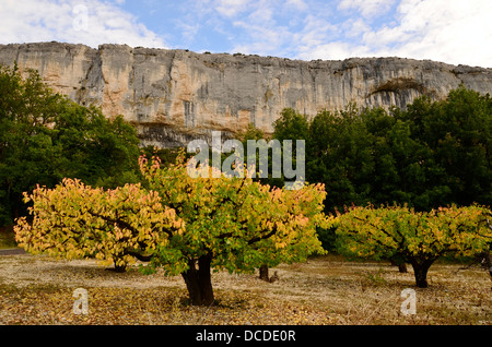 Die Klippen von Lioux (Vaucluse) - Falaise de Lioux Departement Vaucluse, Provence-Alpes-Côte d ' Azur, Maulbeere Bäume Stockfoto