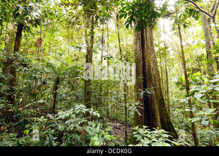 Riesige Regenwald-Baum mit aussteifenden Wurzeln und geriffelte Stamm, Ecuador Stockfoto