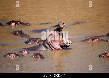 Großes Nilpferd mit Mund öffnen, umgeben durch Aufblasen von Hippo in schlammigen Fluss Stockfoto