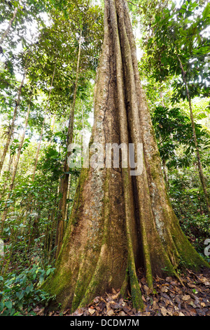 Riesige Regenwald-Baum mit aussteifenden Wurzeln und geriffelte Stamm, Ecuador Stockfoto