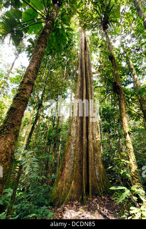 Riesige Regenwald-Baum mit aussteifenden Wurzeln und geriffelte Stamm, Ecuador Stockfoto