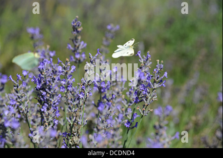 Blasses Grün Schmetterling im Lavendelpflanze im Bereich viel Region oder Abteilung des South West Midi - Pyrenäen in Frankreich Europa Stockfoto