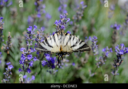 Knappen Schwalbenschwanz (Iphiclides Podalirius) auf Lavendel in der Menge Region oder Abteilung der Süd-West-Frankreich Stockfoto