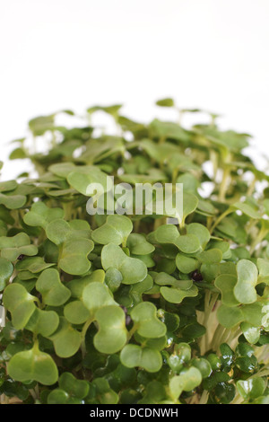 Gartenkresse in Großaufnahme auf weißem Hintergrund Stockfoto