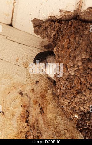 Mehlschwalbe (Delichon Urbica) aus dem Schlamm gebaut Nest suchen Stockfoto