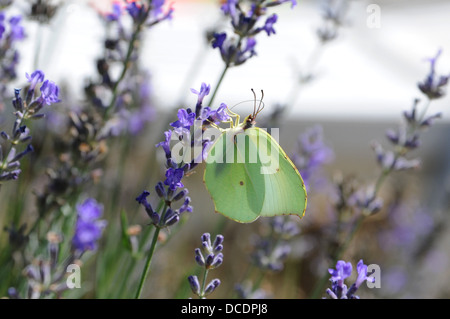 Blasses Grün Schmetterling Zitronenfalter Gonepteryx Rhamni in Lavendel Pflanze in der Menge Region oder Abteilung der Süd-West-Frankreich Stockfoto