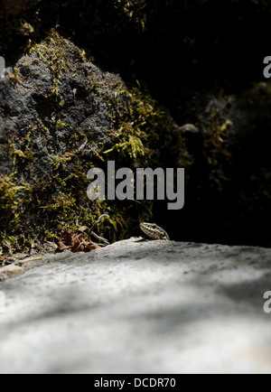 Gemeinsame Wand Eidechse Lacerta Vivipara im Bereich viel Region oder Abteilung des South West Midi - Pyrenäen in Frankreich Europa Stockfoto