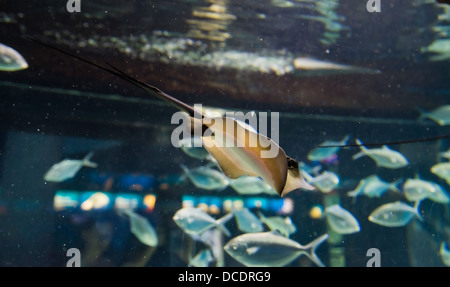 Mantarochen schwimmen unter Wasser unter den anderen Fischen Stockfoto