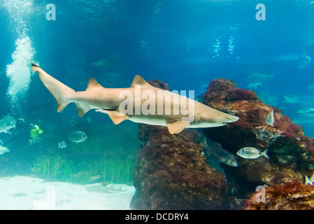 Tigerhai (Carcharias Taurus) Sand unter Wasser hautnah Porträt Stockfoto