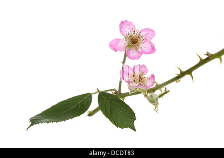 Brombeere, Rubus Fruticosus, Blüten-Blätter und Dornen isoliert gegen weiß Stockfoto