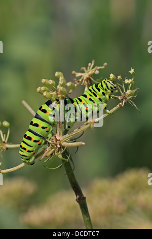 Schwalbenschwanz (Papilio Machaon) Stockfoto