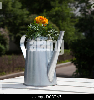 gelbe Ringelblume in einem Aluminium-Krug als Tischdekoration auf farbige Tischdecken Stockfoto