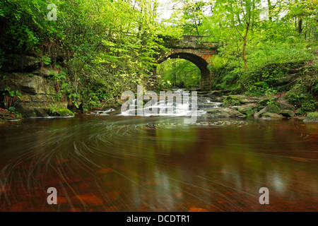 Beck kann, wie es unter einer Brücke hindurch und über eine Reihe von kleinen Felsstufen in Sneaton Wald fließt Stockfoto