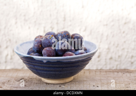 Prunus Domestica. Schüssel mit frisch gepflückten Quetsche Pflaumen. Stockfoto