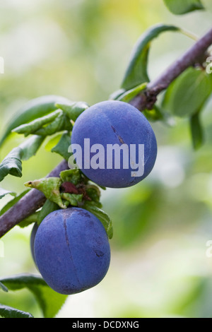 Prunus Domestica Subspecies Insititia. Pflaumenmus "Fairleigh' wächst in einem englischen Obstgarten. Stockfoto