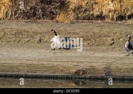 Kanadagans (Branta Canadensis) Landung auf die Banken zeigen aggressives Verhalten durch den Bow River. Carsland, Alberta, Kanada Stockfoto