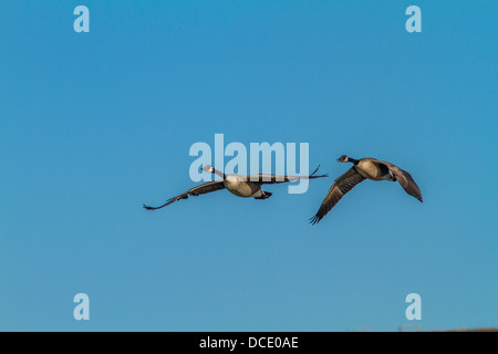 Kanadagans (Branta Canadensis) bunte Foto von ein paar Gänse fliegen über die Prärie von Alberta. High River, Alberta, Kanada Stockfoto