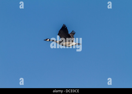 Kanadagans (Branta Canadensis) Lone, bunte Gans, gefangen im Flug gegen blauen Himmel. Johnsons Insel, Alberta, Kanada Stockfoto